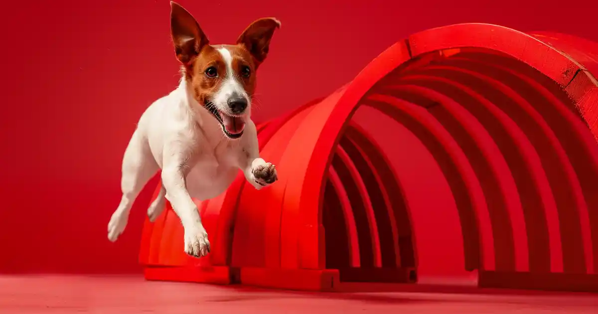 Unlock Success: Mastering Dog Agility Training Tips (Without the Overwhelm or Expensive Classes!)