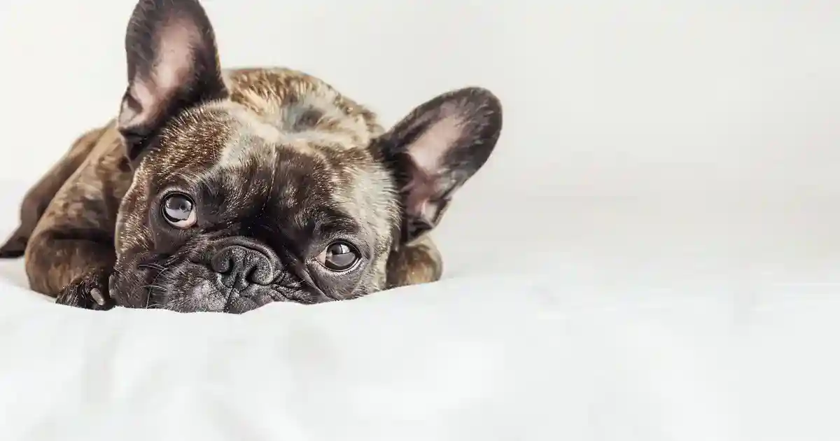 Unlock Your Dog’s Happiness: Expert Tips (Create the Joyful Life Your Dog Deserves!)