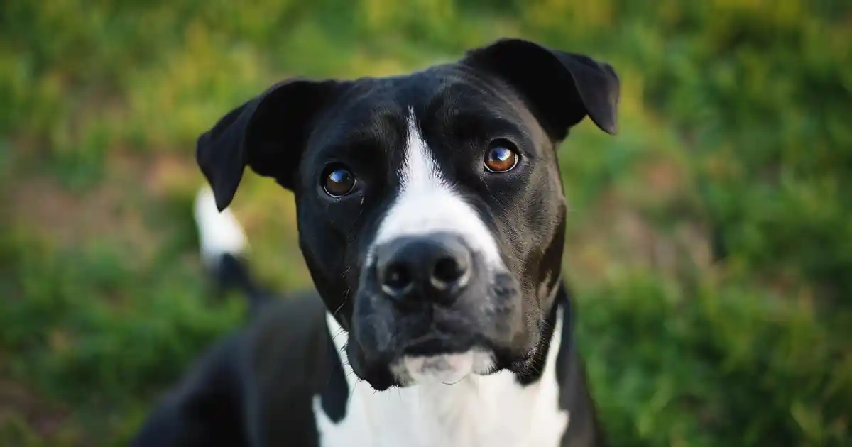 The Ultimate Guide to Why Dogs Tilt Their Heads (And What Your Pup Is Really Trying to Tell You!)