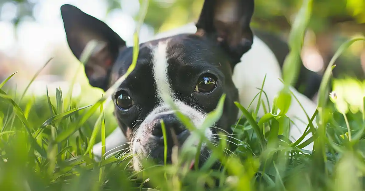 Unveiling the Shocking Reasons Why Dogs Eat Grass (The Surprising Science Behind This Common Behavior!)
