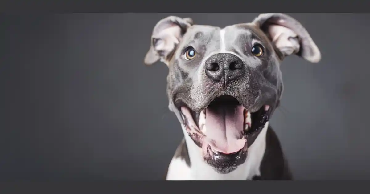 Unveiling Truth: Debunking the Dominant Dog Myth (And What Actually Works Instead!)