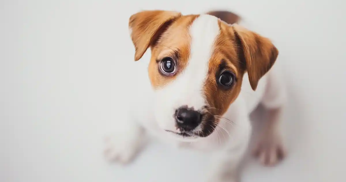 Your Essential Guide to Puppy Nose Care