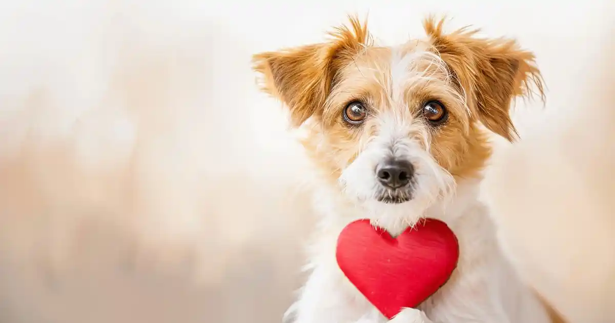 10 Heartwarming Signs Your Dog Truly Loves You (Science-Backed Proof!)