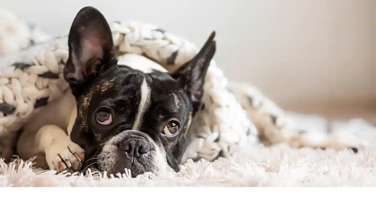 7 Warning Signs of Bloat in Dogs: What You Need to Know Now