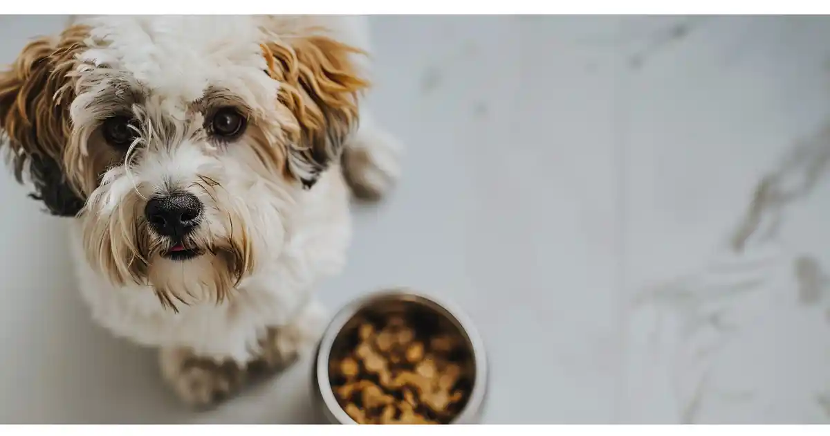 Can Dogs Eat Granola? Expert Vet Guide Reveals Risks & Benefits