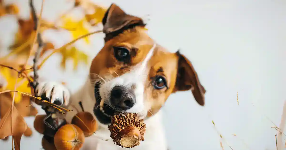 Essential Guide: Are Acorns Bad for Dogs? (What Every Pet Parent Needs to Know)