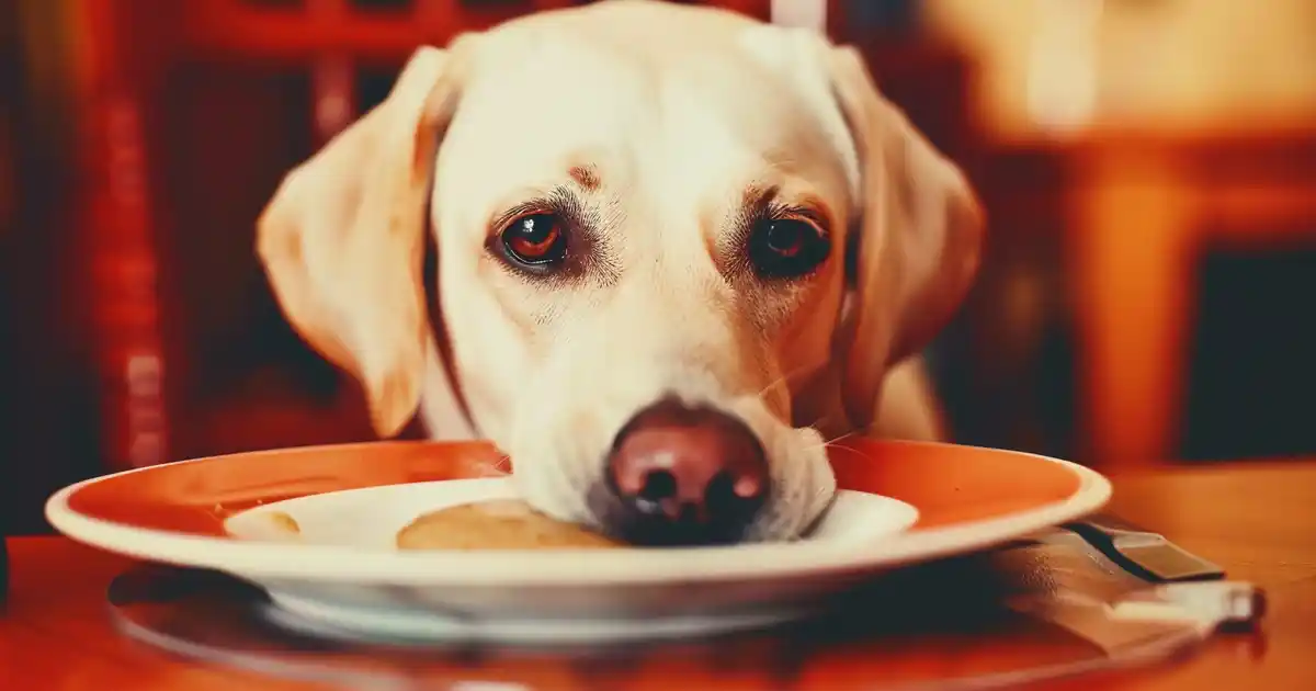 Essential Guide: How Long Can Dogs Safely Go Without Food? Expert Insights