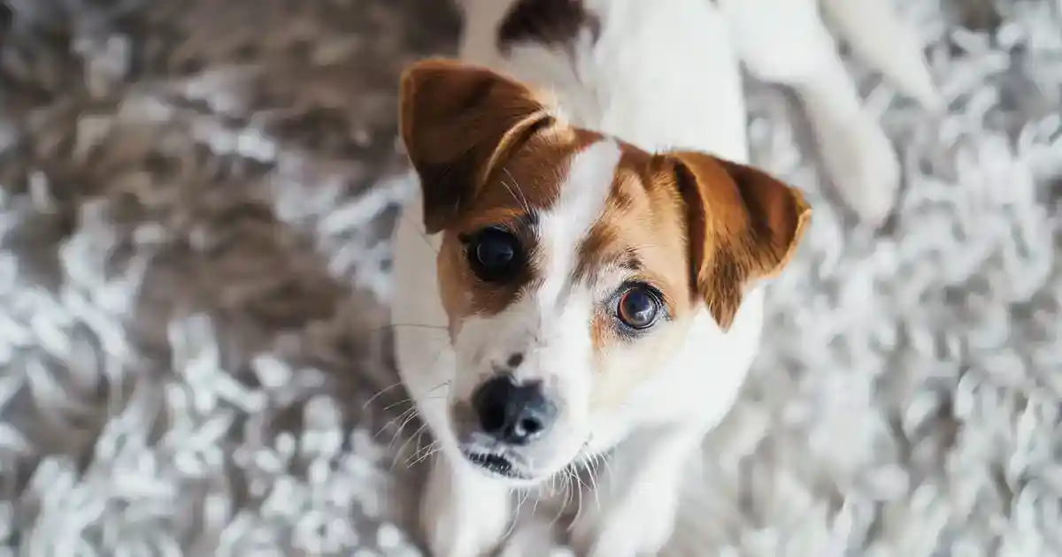 Essential Remedies for Dog Upset Stomachs: What to Give (A Complete Pet Parent Guide)