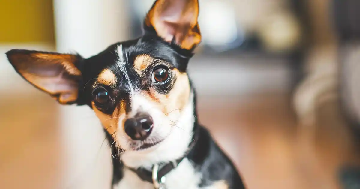Is It Safe? Can Dogs Eat Tortillas? Expert Vet Advice!