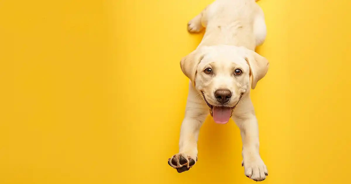 Proven Ways to Treat Diarrhea in Dogs (Without the Panic or the Guesswork!)