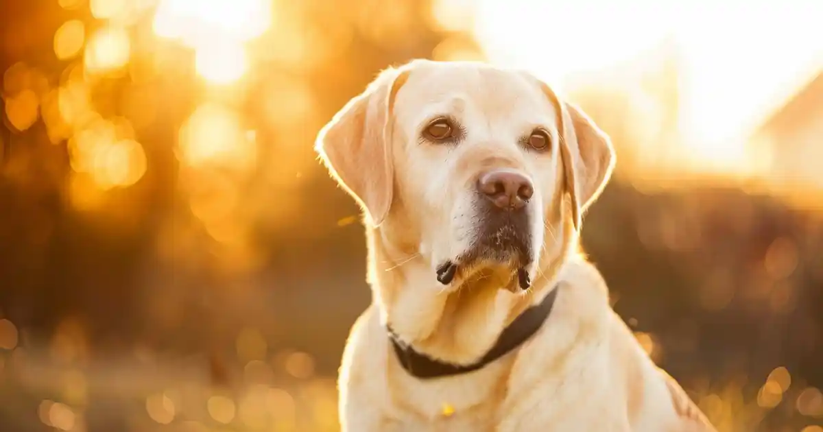 Safeguard Your Furry Friend: Can Dogs Get Lyme Disease?