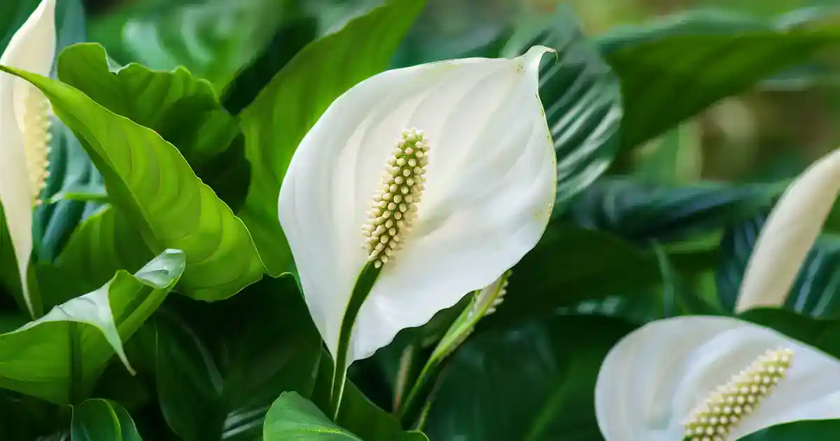 The Essential Guide: Are Peace Lilies Toxic to Dogs? (What Every Pet Owner Must Know)