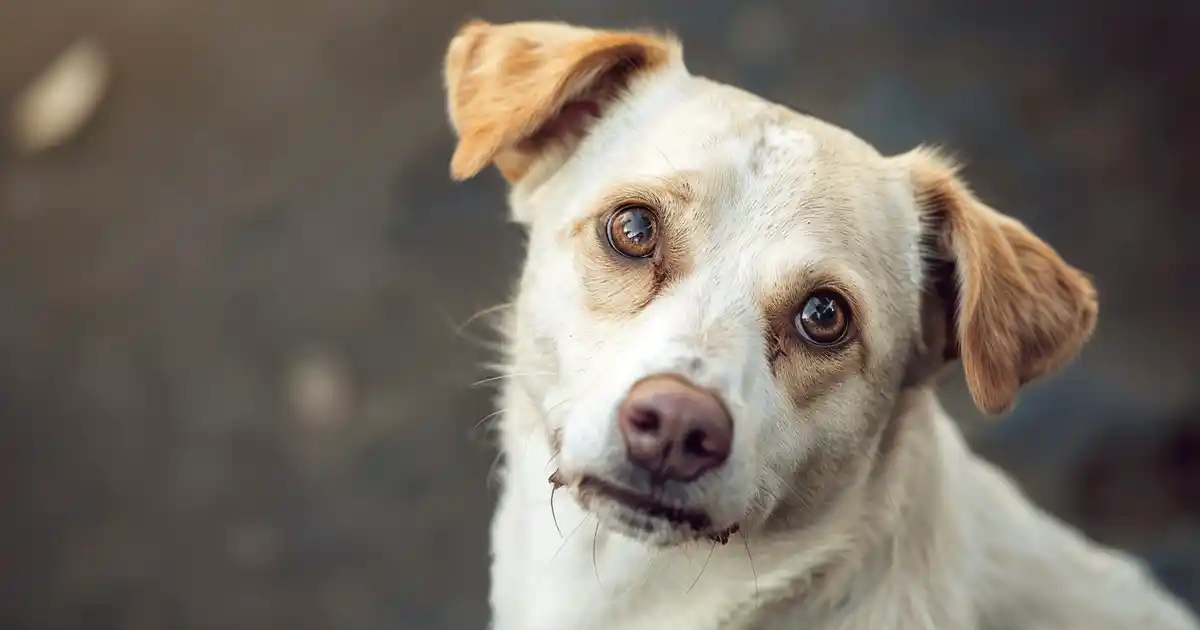 The Ultimate Family Addition: 5 Reasons Why Your Dog is Essential (Transform Your Home Into a Haven!)