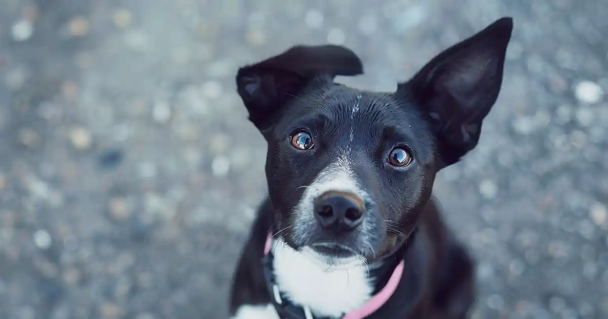 The Ultimate Guide: Are Pig Ears Good for Dogs? (The Truth About This Popular Chew!)