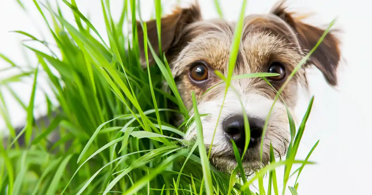 The Ultimate Guide: Can Dogs Eat Grass? Discover the Truth (And What It Really Means!)