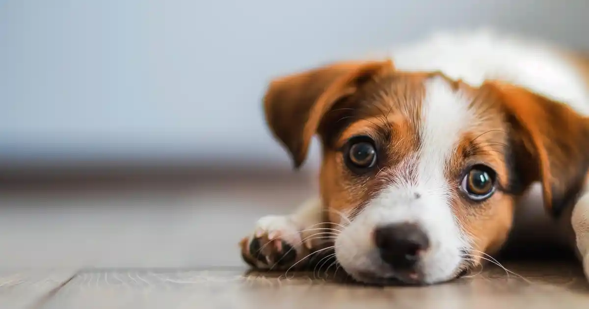The Ultimate Guide: Can Dogs Safely Drink Pedialyte?