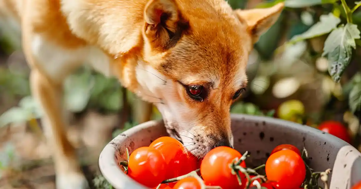 The Ultimate Guide: Can Dogs Safely Eat Cherry Tomatoes? Expert Insights