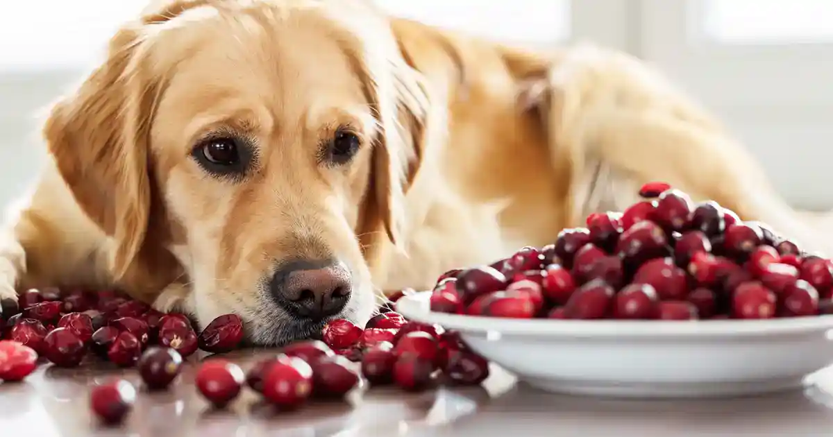 The Ultimate Guide: Can Dogs Safely Eat Dried Cranberries?