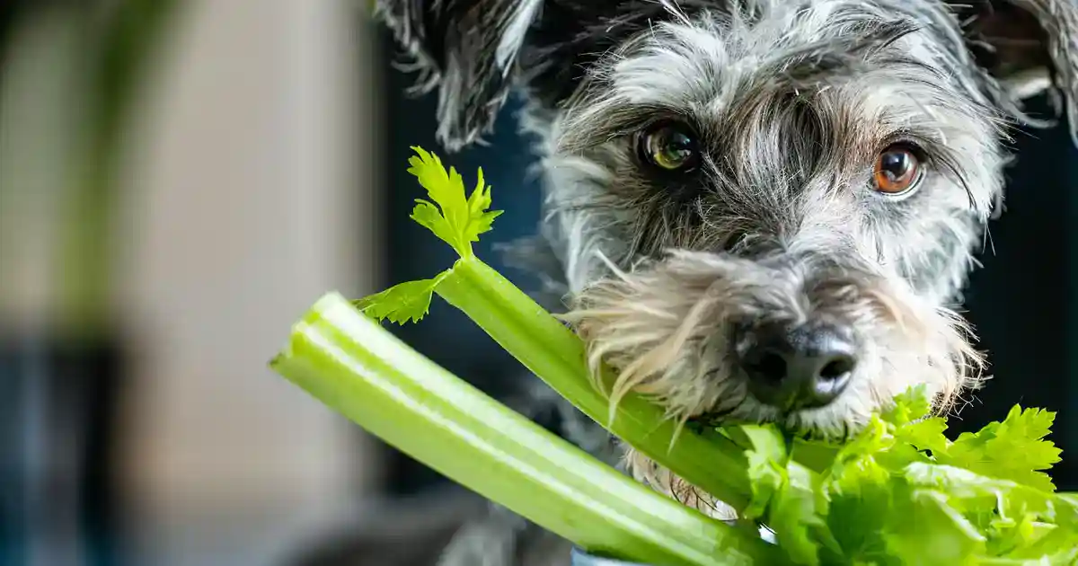 The Ultimate Guide: Can Dogs Safely Enjoy Raw Celery as a Healthy Snack?