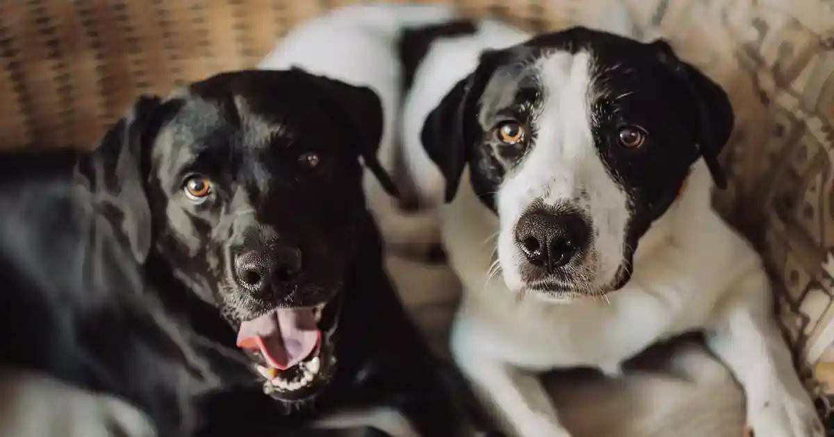 The Ultimate Guide to a Dog’s Pregnancy Timeline