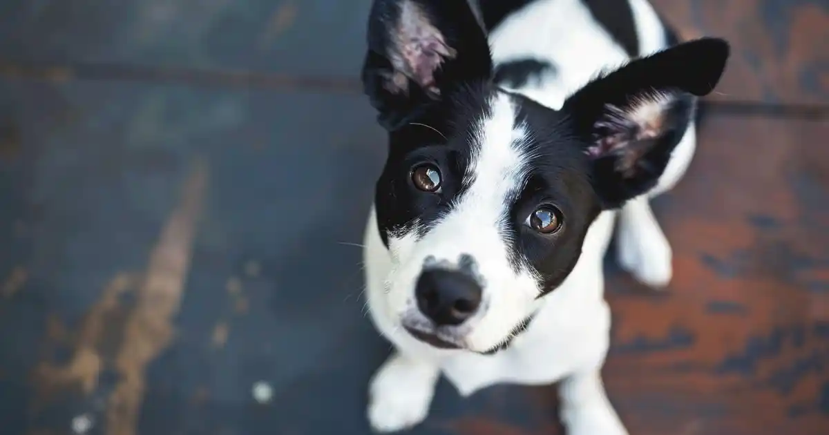 The Ultimate Guide: Can Dogs Safely Consume Salt? (What Every Pet Parent Needs to Know)