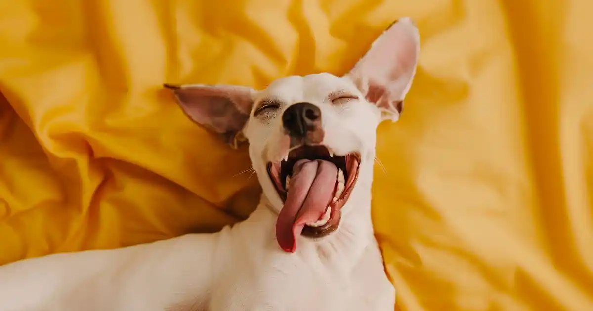 The Ultimate Guide to Canine Hiccups: Do Dogs Get Hiccups?