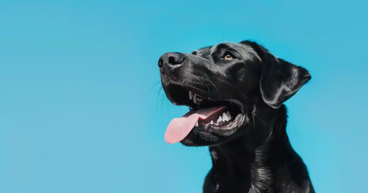 The Ultimate Guide to Essential Vaccines Every Dog Needs (Protect Your Pup the Right Way!)