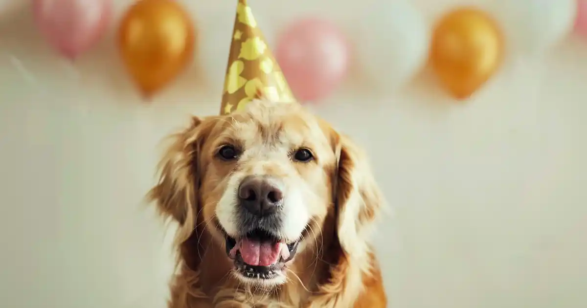 The Ultimate Guide to Hosting a Memorable Dog Birthday Celebration (Party Planning That’ll Have Tails Wagging!)