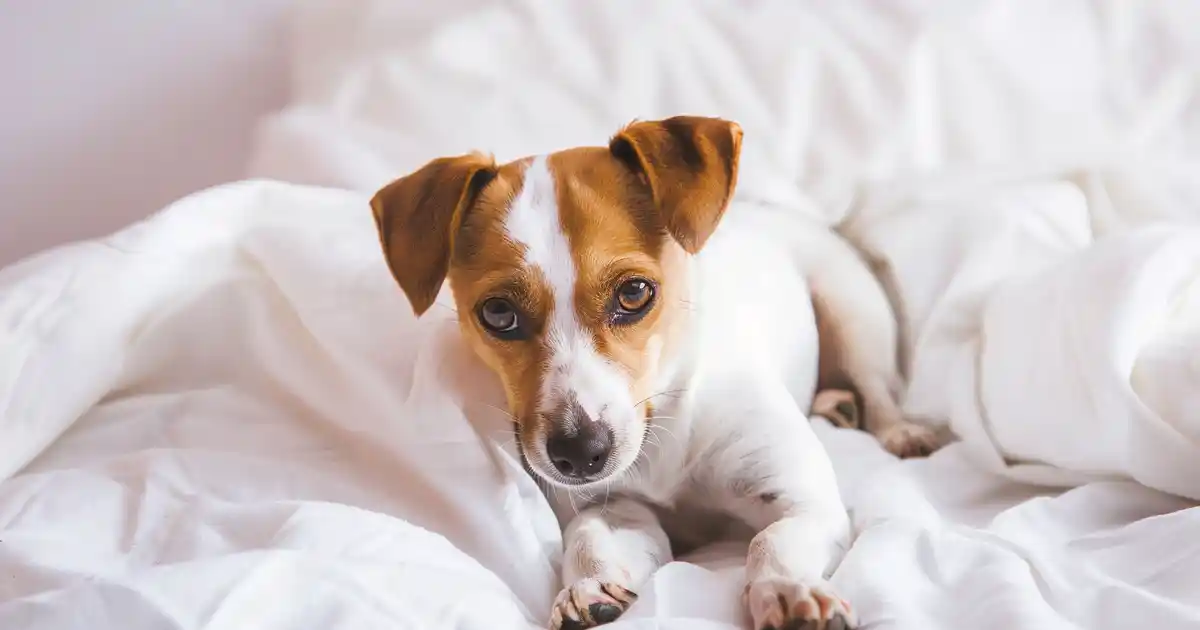 The Ultimate Guide to How Dogs Can Lower Your Blood Pressure (Your Heart’s New Best Friend!)
