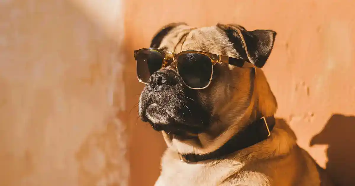 The Ultimate Guide to Male Dogs Going Into Heat