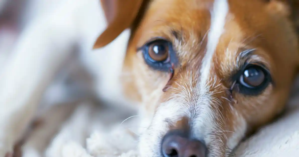The Ultimate Guide to Treating Mange in Dogs