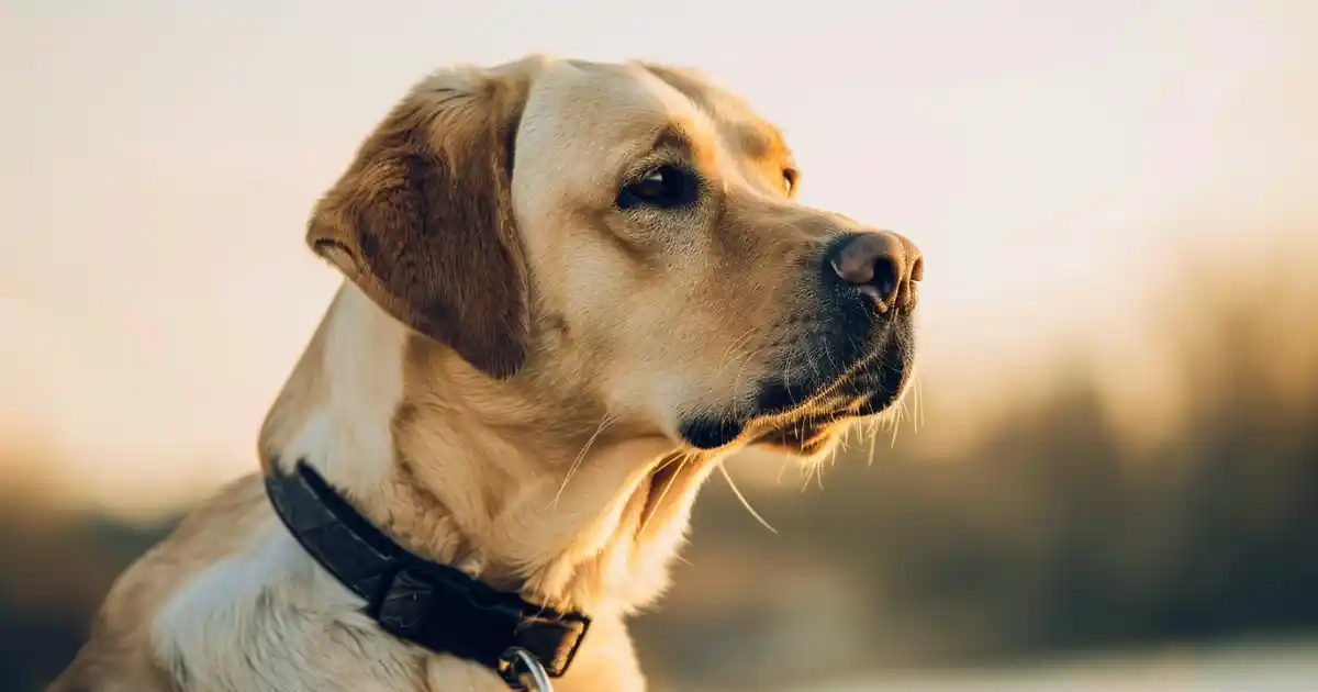 The Ultimate Guide to Understanding Dog Attachment Behavior (Science-Backed Insights!)