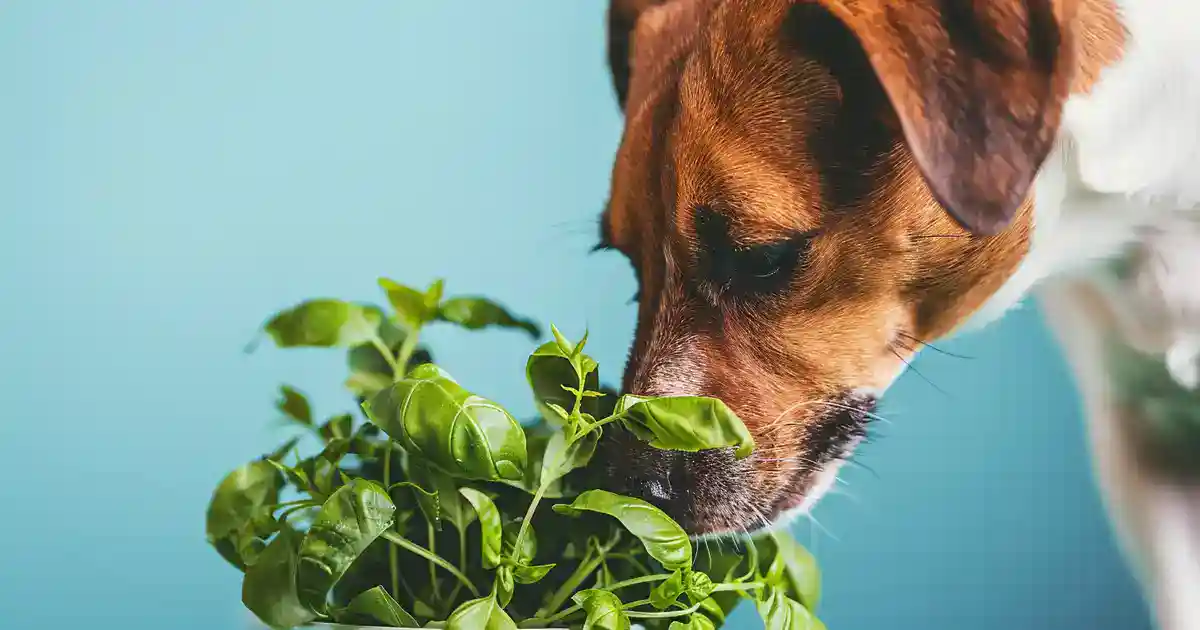 The Ultimate Guide to Unlocking the Mystery: Can Dogs Safely Eat Basil?
