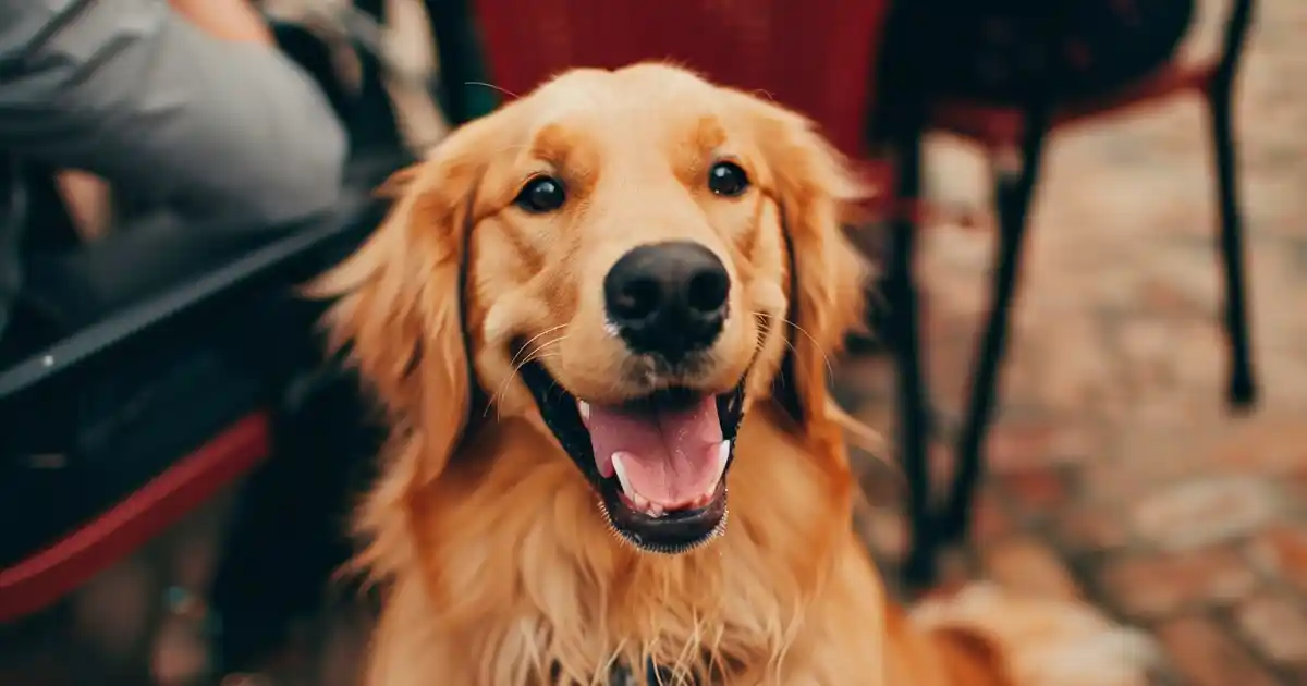The Ultimate Guide to Unlocking the Secret Connection Between Dogs and Mental Health (Science-Backed Benefits!)