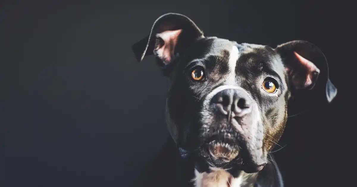 Uncover Anxious Attachment in Dogs: Signs & Solutions (Expert Guide!)