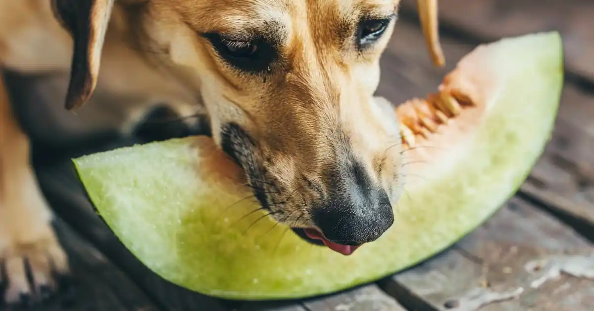 Uncover If Dogs Can Safely Enjoy Honeydew Melon (What Every Dog Owner Needs to Know!)
