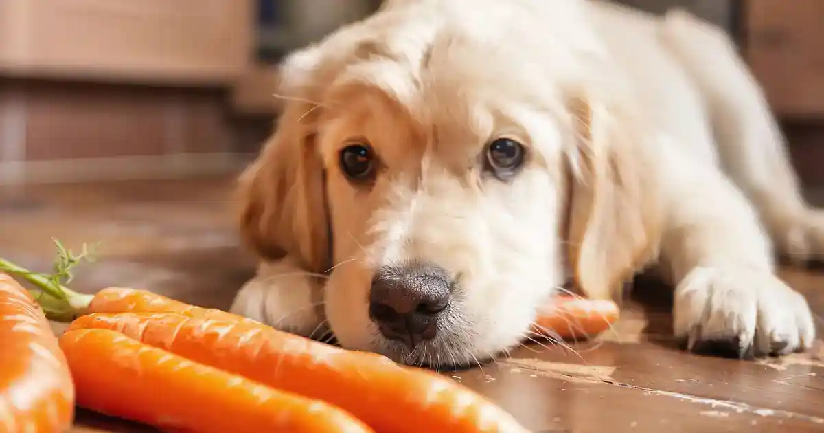 Uncover the Health Boost: Benefits of Raw Carrots for Your Dog