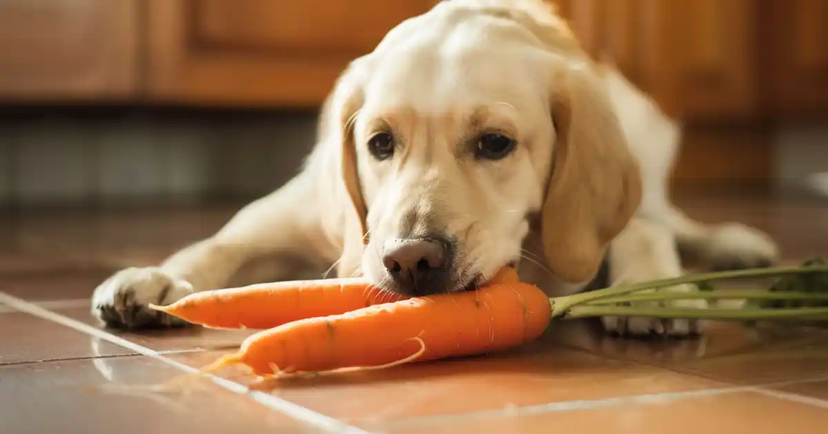 Uncover the Truth: Are Raw Carrots Safe for Dogs?