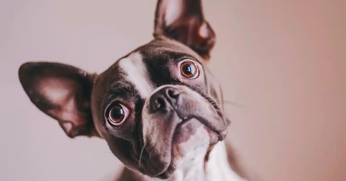 Uncover the Truth: Can Humans Get Fleas from Dogs?
