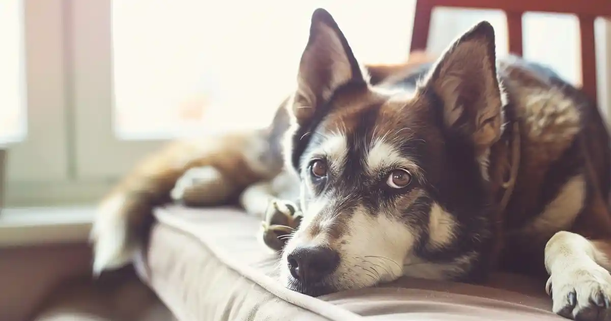 Unleash the Power of Canine Comfort: The Ultimate Guide (Transform Your Life with Dogs!)