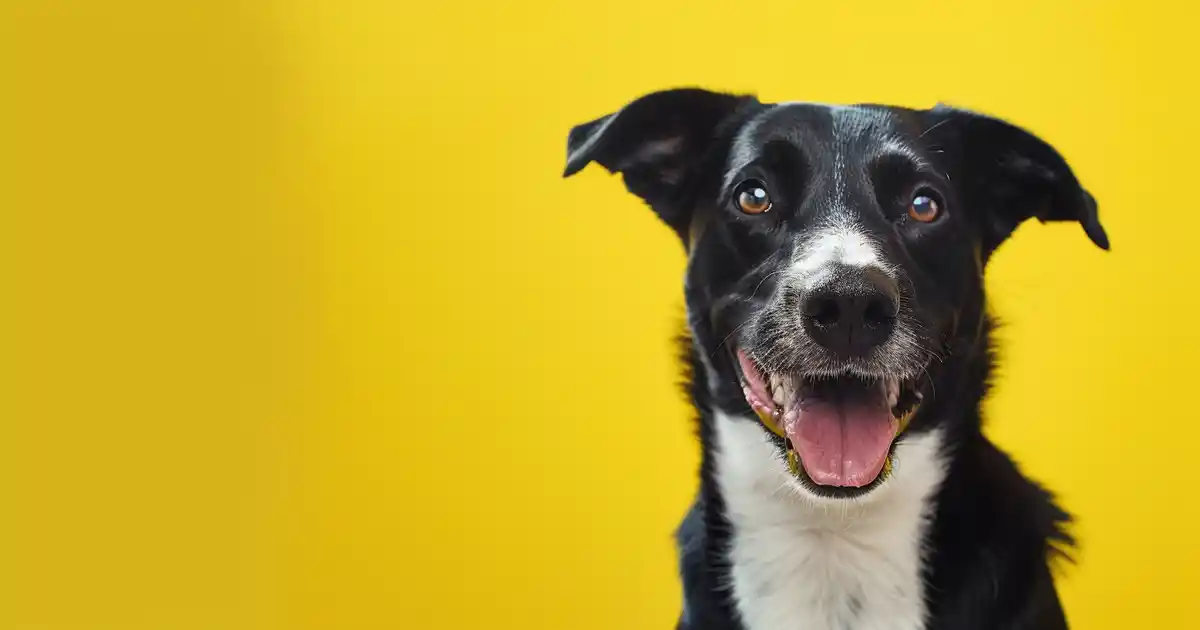 Unleash Your Dog’s Incredible Learning Ability (Proven Methods That Work!)