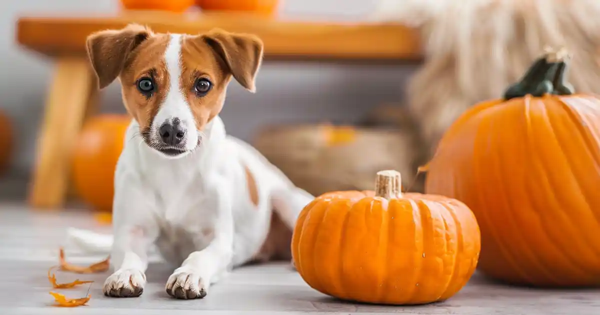Unleashing the Truth: Can Dogs Safely Eat Raw Pumpkin?