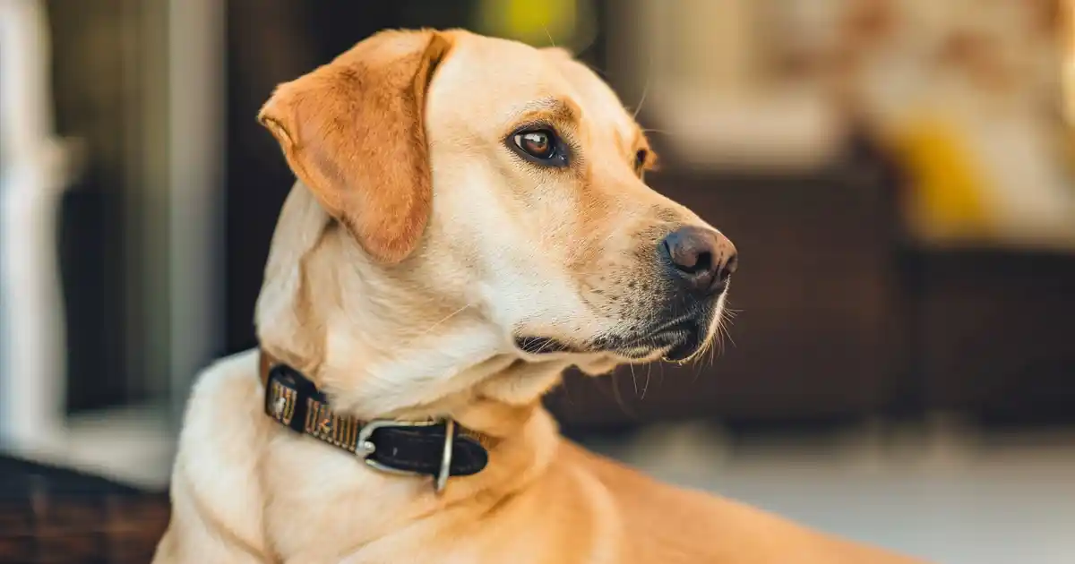 Unlocking the Mystery: How Long Does Trazodone Last in Dogs