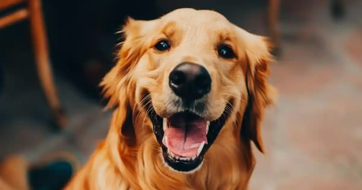 Unraveling the Origins: When Were Dogs Domesticated?