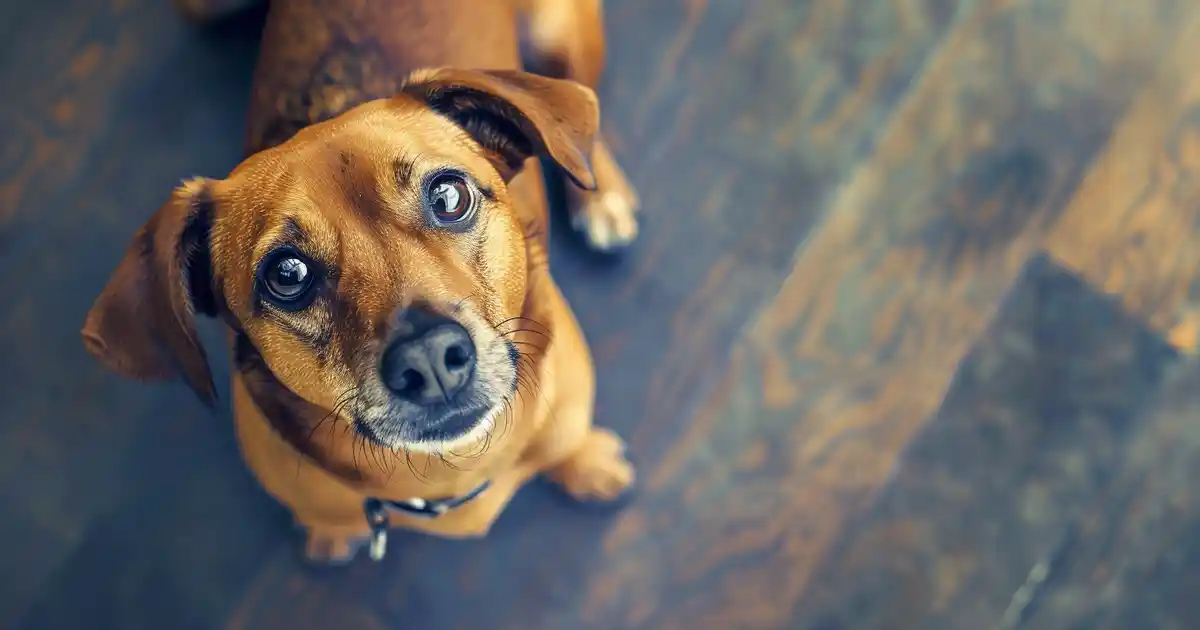Unveiling 10 Heartwarming Signs of Dog Affection (Sweet Signals Decoded!)
