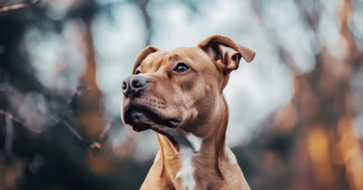 Unveiling How Dogs Sense Illness: The Ultimate Connection Revealed (Science-Backed Detection!)