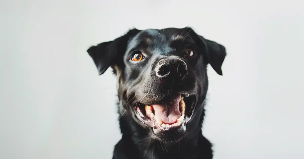 Unveiling the Truth: Are Dogs True Carnivores? (What Science Really Says About Canine Nutrition)