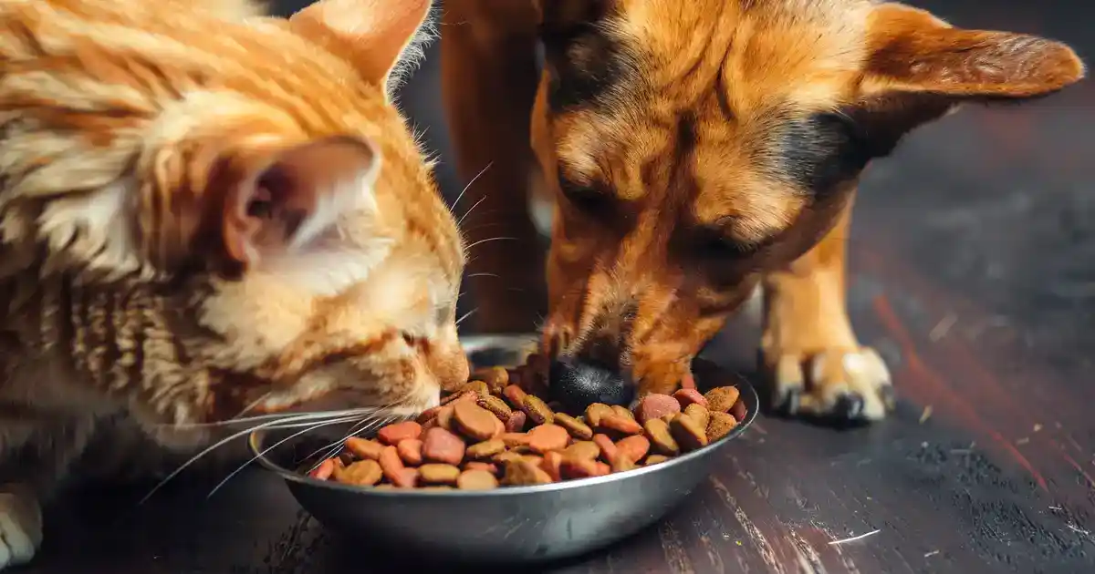 Unveiling the Truth: Can Cat Food Harm Dogs?