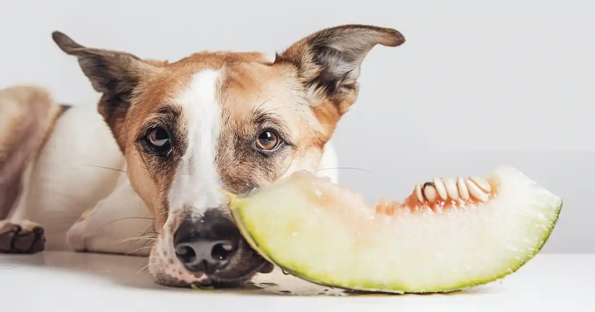 Unveiling the Truth: Can Dogs Eat Melon?