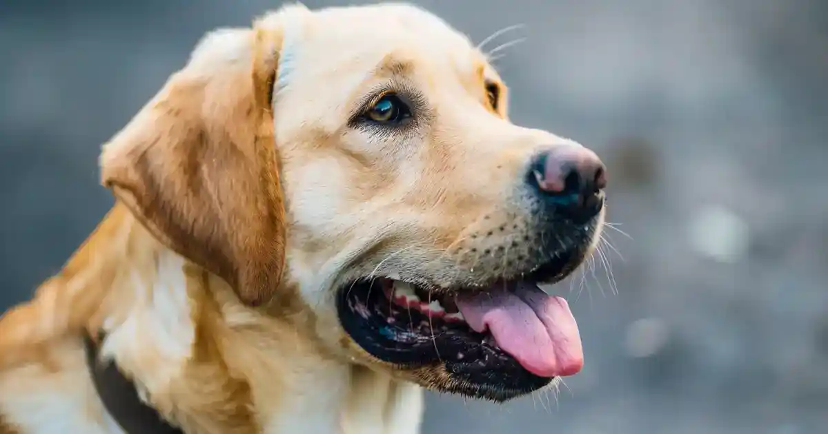 Unveiling the Truth: Can Dogs Really Get Dementia